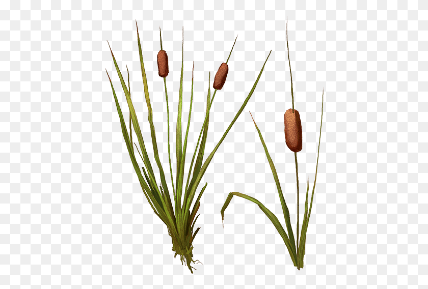 430x508 Bulrush, Plant, Grass, Flower HD PNG Download