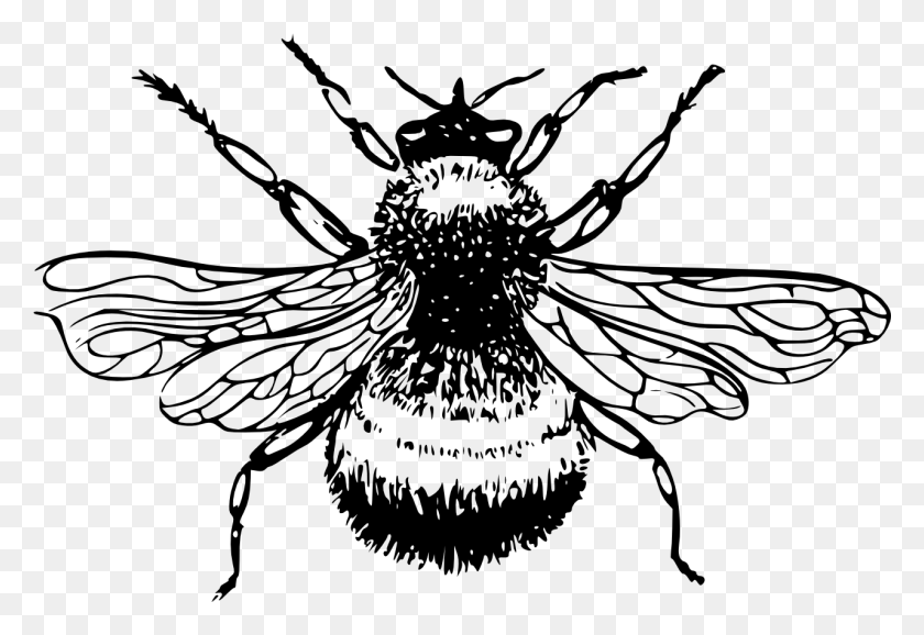 1281x851 Bumble Bee Black And White, Gray, World Of Warcraft HD PNG Download