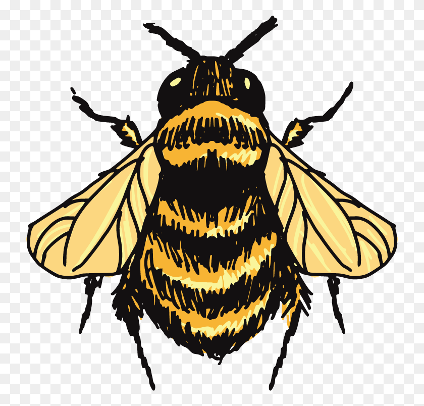 737x744 Bumble Bee Drawing Vintage Bumble Bee Illustration, Wasp, Bee, Insect HD PNG Download