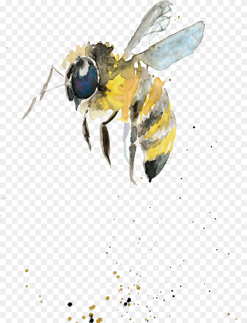 2119x2768 Bumblebee Watercolor Painting Drawing Insect Gift Watercolor Bee Transparent Background, Animal, Invertebrate, Wasp, Apidae PNG