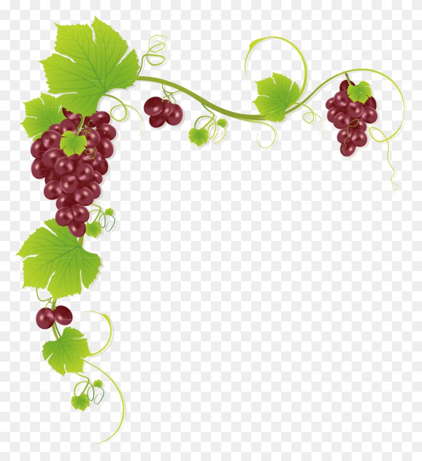 796x876 Гроздь Винограда Вино Виноградная Рамка, Растение, Фрукты, Еда Hd Png Скачать