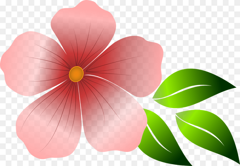 Bunga, Flower, Geranium, Petal, Plant PNG