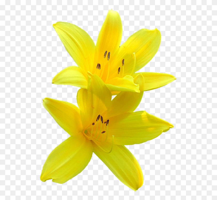 535x717 Бунга Лили Флор Де Лирио, Растение, Цветок, Цветение Hd Png Скачать
