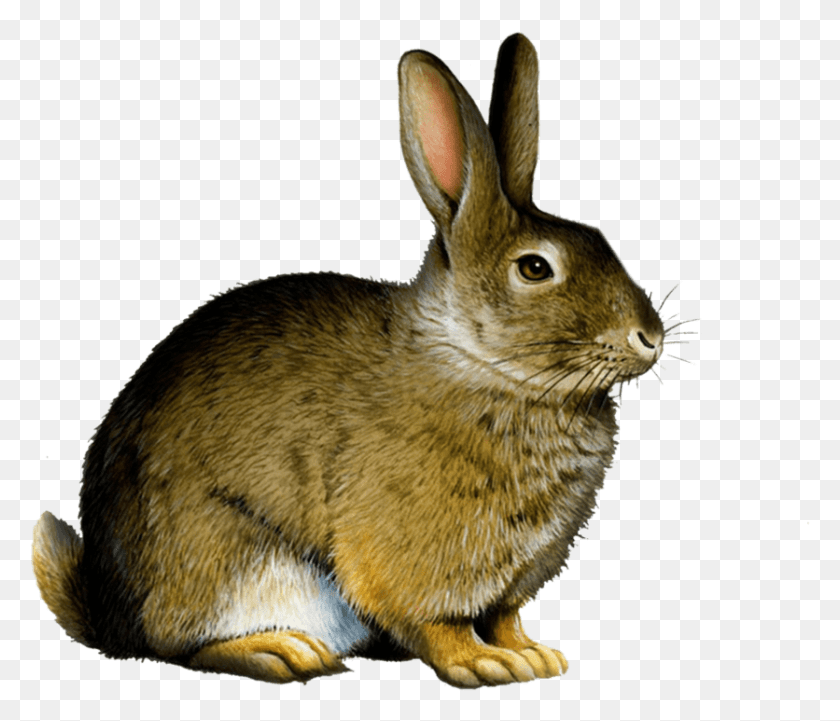 836x709 Bunny Rabbit Rabbit, Cat, Pet, Mammal HD PNG Download