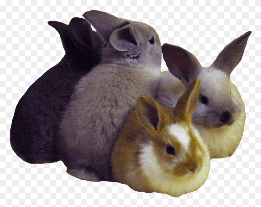 891x693 Bunny Transparent Baby Bunny Image Transparent, Animal, Mammal, Rodent HD PNG Download
