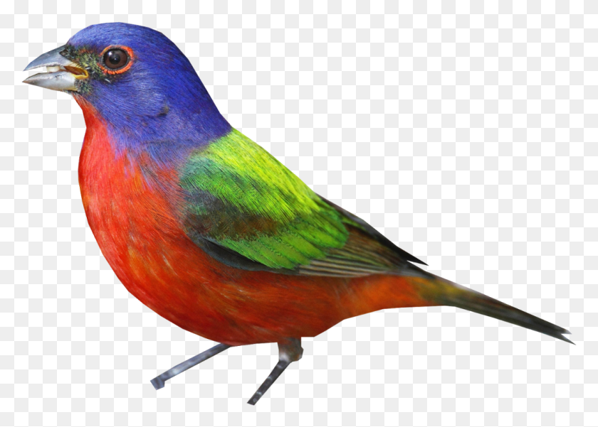 1094x760 Bunting Painted Bunting, Bird, Animal, Finch HD PNG Download