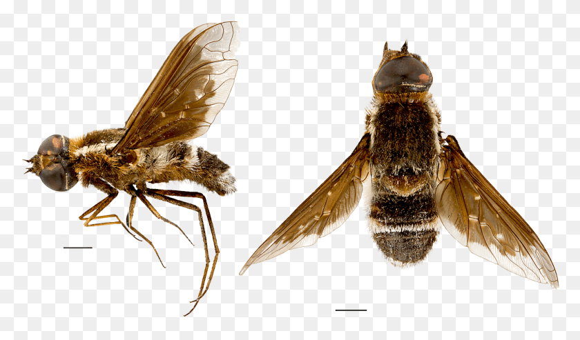 1283x713 Bush Blitz Fly From Charles Darwin Reserve Endangered Insect Species List Australia, Apidae, Bee, Invertebrate HD PNG Download