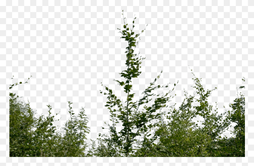 801x505 Bush Bushes, Tree, Plant, Conifer HD PNG Download