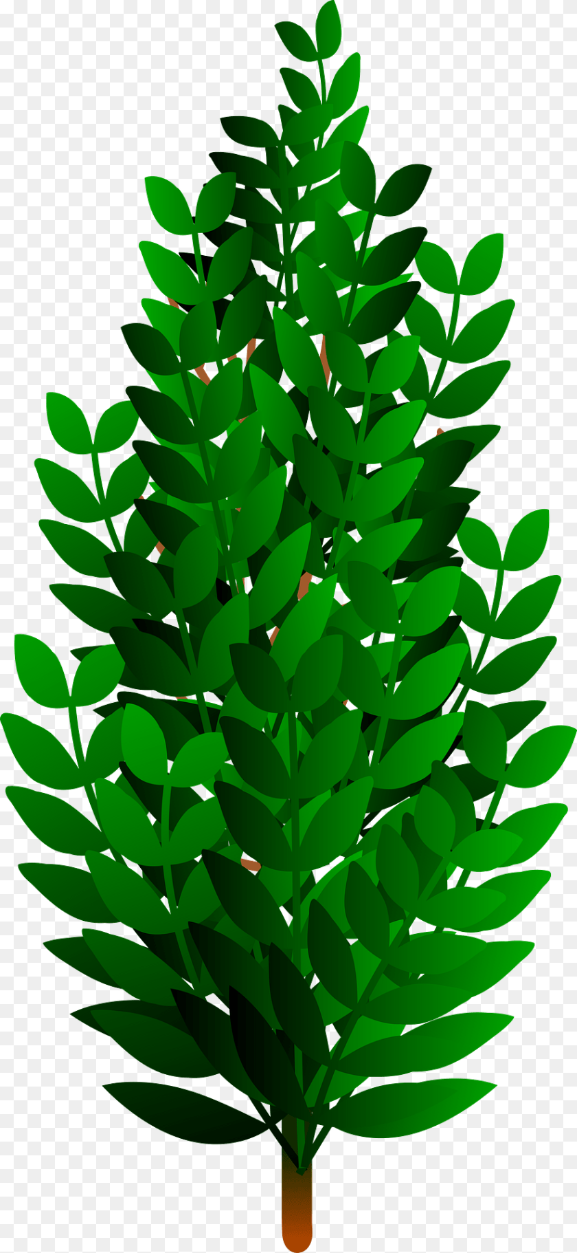 Bush Clipart, Conifer, Green, Leaf, Plant Sticker PNG