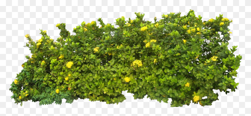 983x413 Bush Image Bush, Vegetation, Plant, Potted Plant HD PNG Download