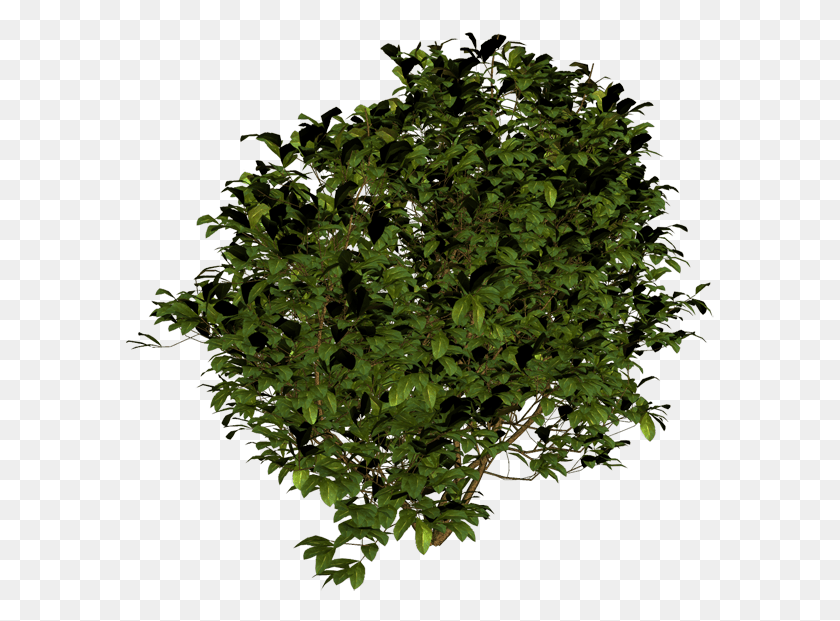 589x561 Bush Transparent Background Shrub, Tree, Plant, Leaf HD PNG Download