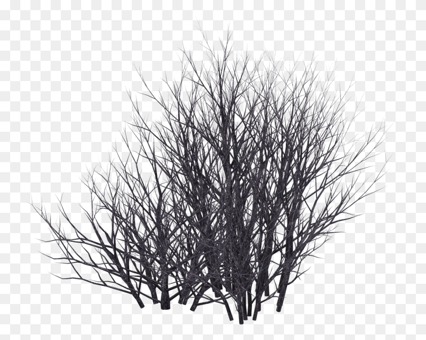 742x611 Bushes Black And White, Nature, Outdoors, Ice HD PNG Download