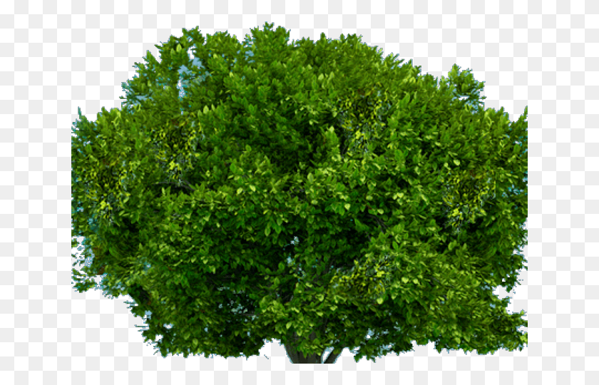 640x480 Bushes Clipart Tree Top Bush Transparent Background, Vegetation, Plant, Moss HD PNG Download