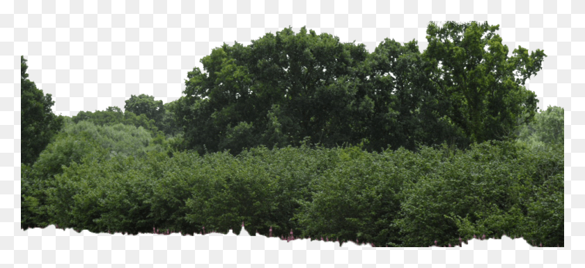 1024x429 Bushes Image Bushes, Oak, Tree, Plant HD PNG Download