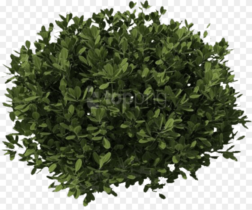 Bushes Images Transparent Transparent Background Shrub, Leaf, Plant, Tree, Vegetation Clipart PNG
