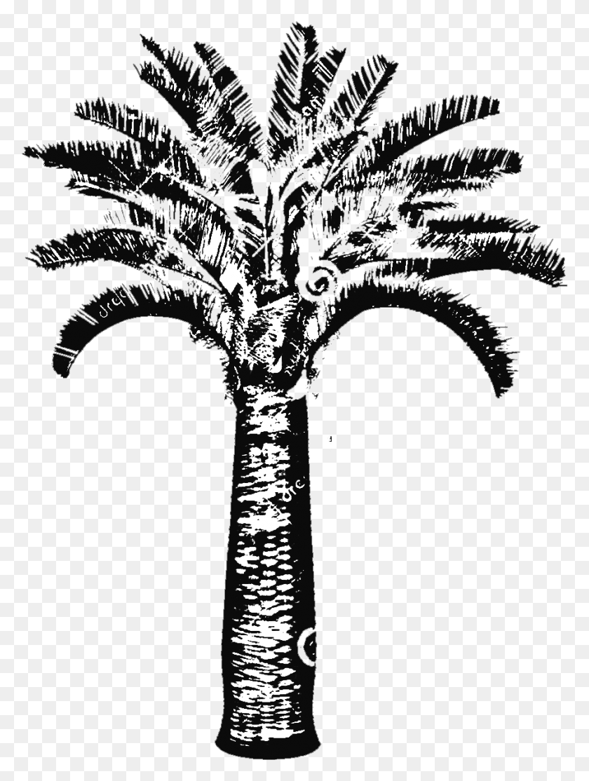 898x1214 Иллюстрация Питомника Butia Capitata Jelly Palm Big Plant, Пальма, Дерево, Arecaceae Hd Png Скачать