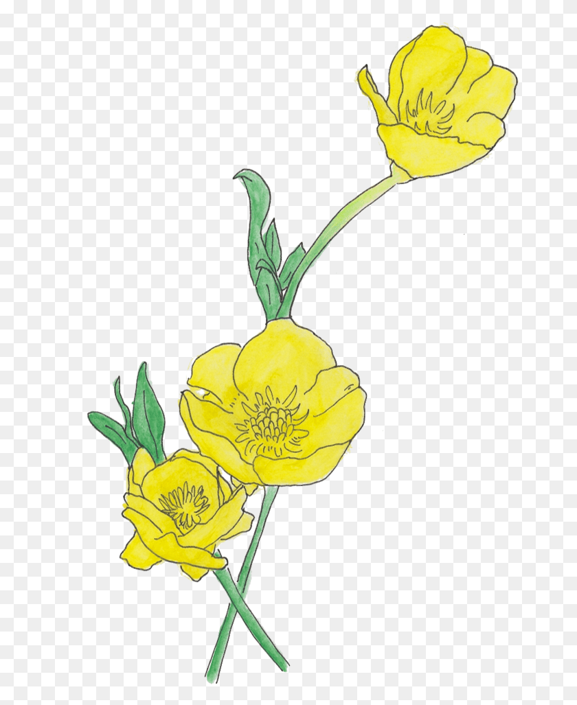 672x967 Цветок Лютик Прозрачный, Растение, Цветение, Роза Png Скачать