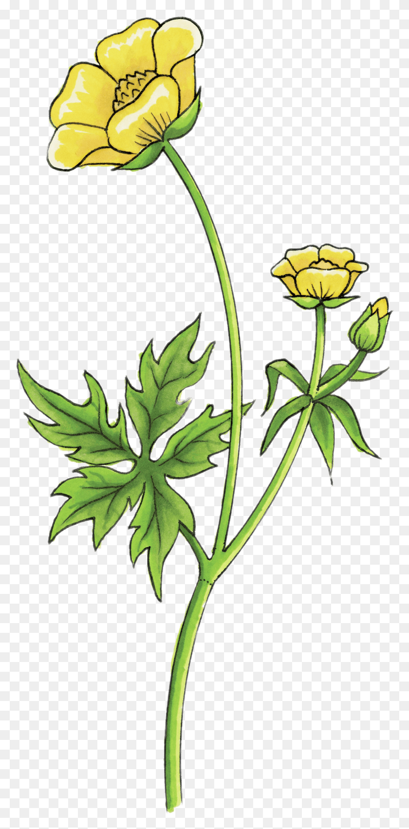 1616x3405 Рисунок Лютика Цветок Лютик Прозрачный, Растение, Лист, Цветение Hd Png Скачать