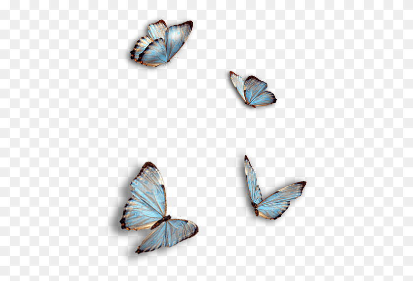 422x511 Butterflies Blue Insect Isolated Ragdoll Kitty And Butterflies, Butterfly, Invertebrate, Animal HD PNG Download