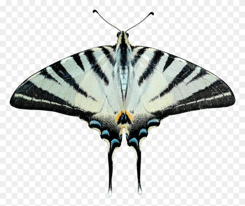 1006x832 Mariposas Mariposas Mariposas Insectos Insectos Ladyj Transparente Polilla Insecto Invertebrado Animal Png