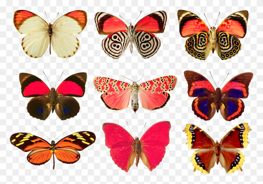 1691x1143 Png Бабочки, Насекомые, Беспозвоночные, Животные, Бабочки