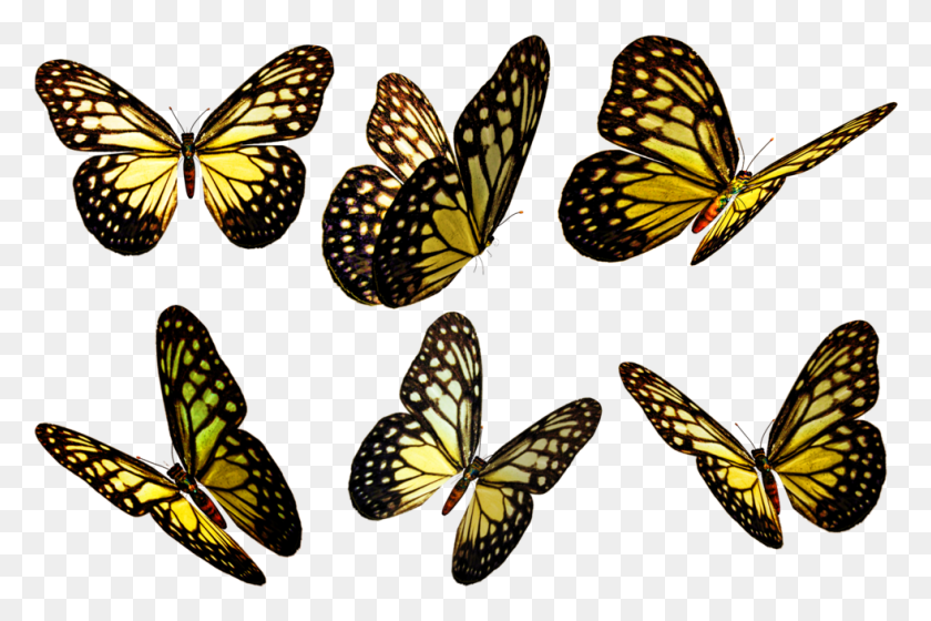 981x629 Butterflies Clip Art Yellow Butterflies, Butterfly, Insect, Invertebrate HD PNG Download