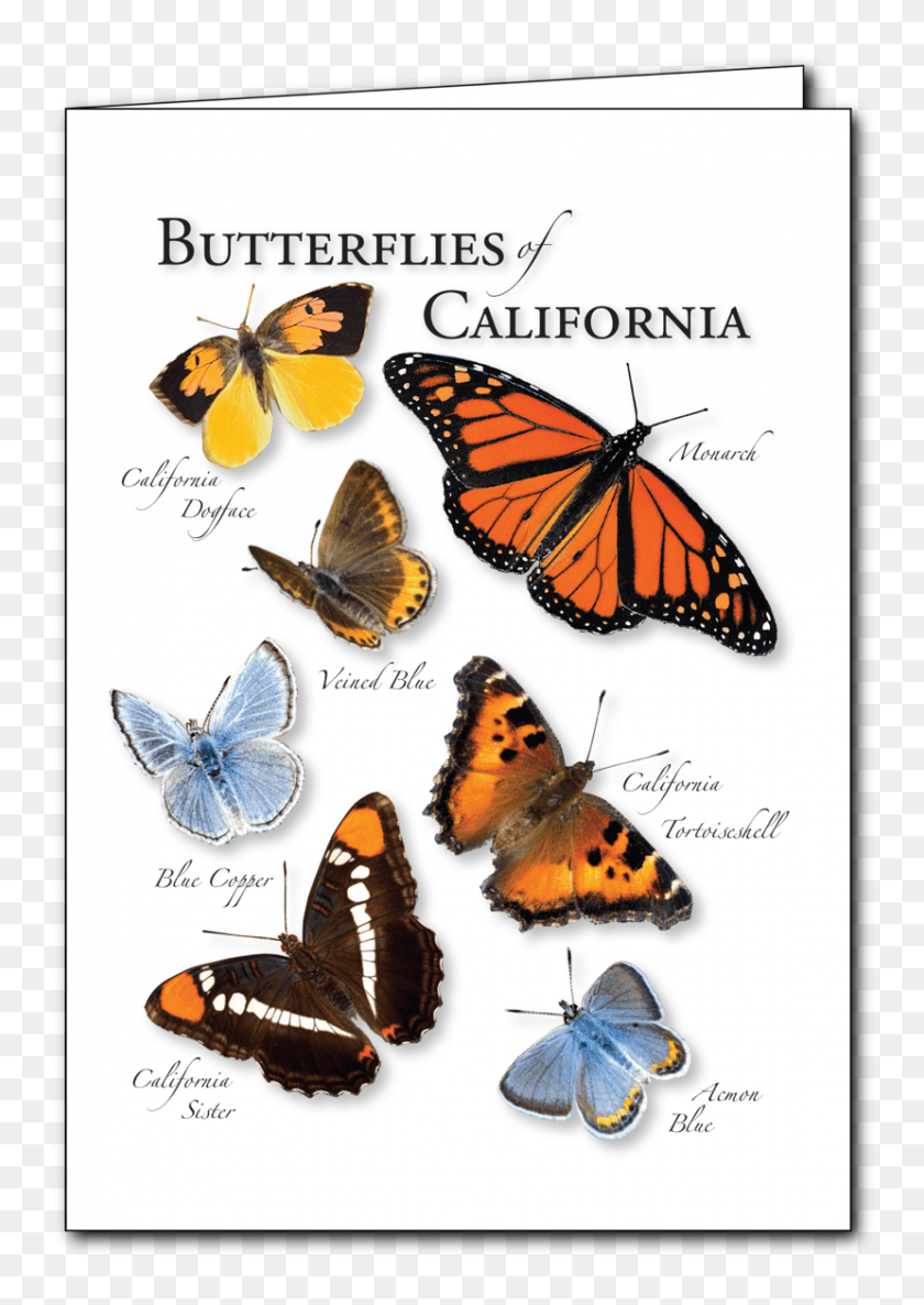 829x1197 Butterflies Of The California Regional Card Monarch Butterfly, Honey Bee, Bee, Insect HD PNG Download