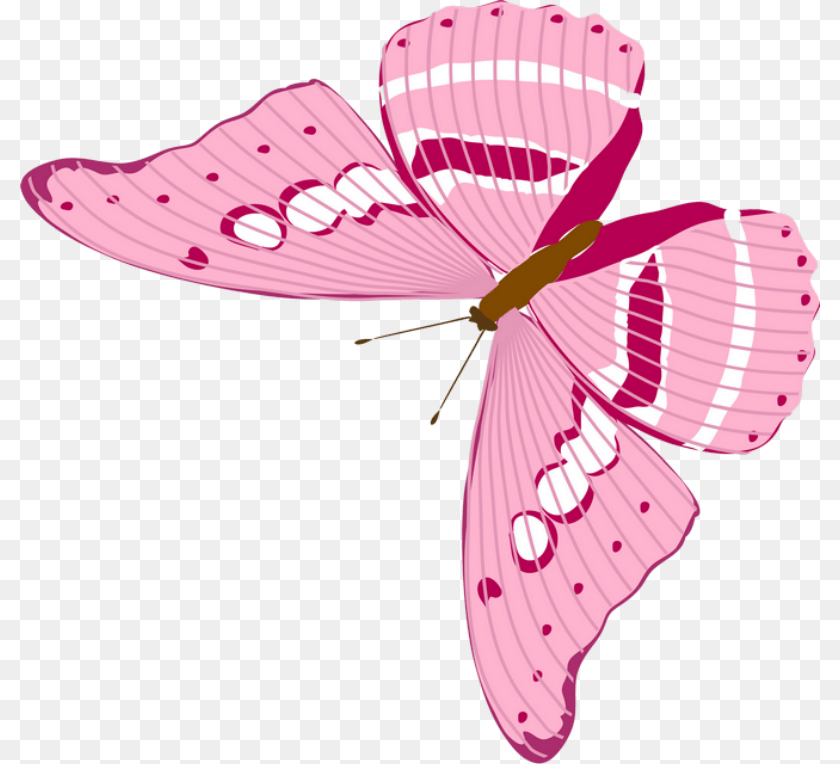 800x764 Butterfly, Flower, Plant, Animal, Petal Transparent PNG