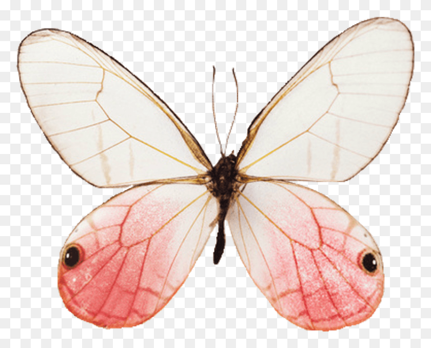 830x658 Butterfly Aesthetic, Insect, Invertebrate, Animal HD PNG Download