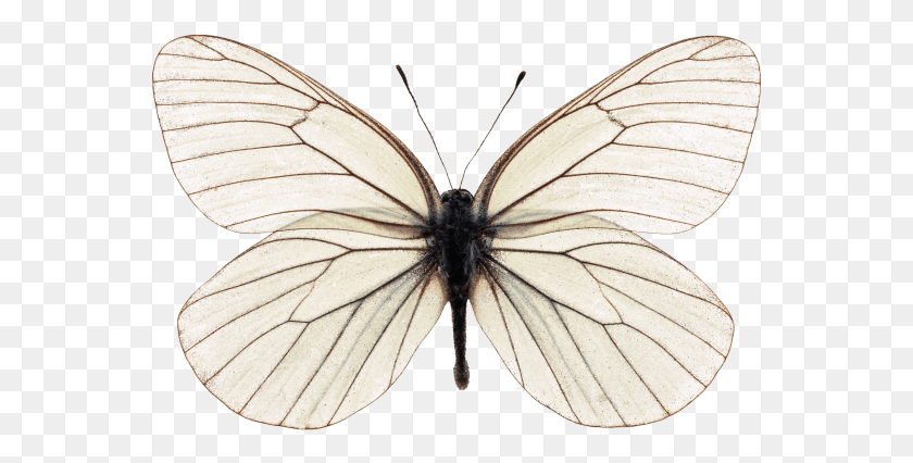 563x366 Butterfly Aporia Crataegi, Insect, Invertebrate, Animal HD PNG Download