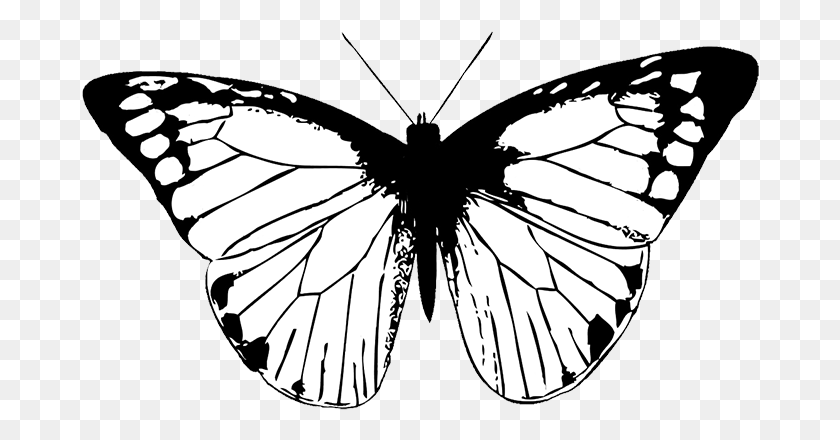 678x380 Butterfly Black Butterfly Clipart Black Butterfly Wings, Insect, Invertebrate, Animal HD PNG Download
