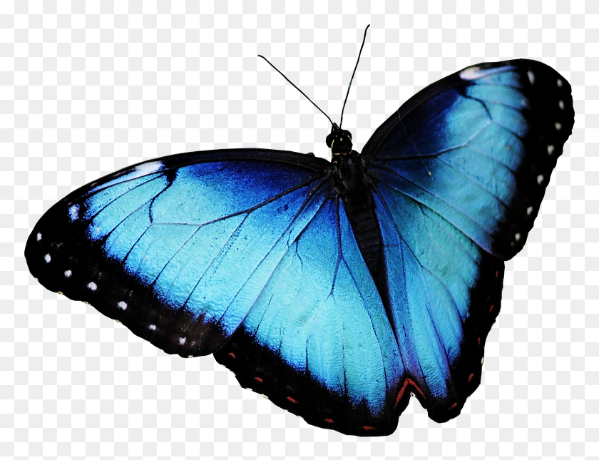 779x585 Butterfly Blue Butterfly Butterfly Limenitis, Insect, Invertebrate, Animal HD PNG Download