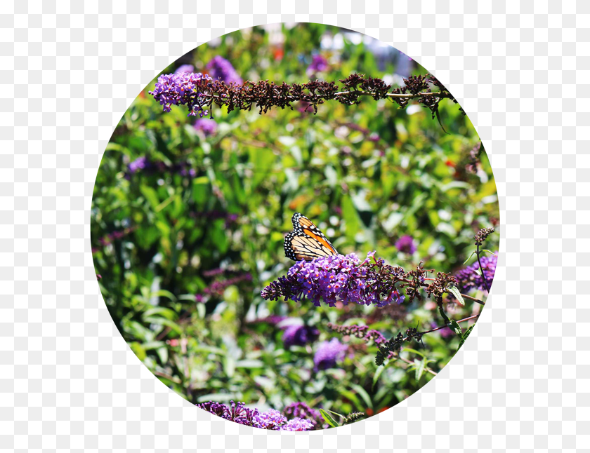 586x586 Butterfly Bush Monarch Butterfly, Insect, Invertebrate, Animal HD PNG Download