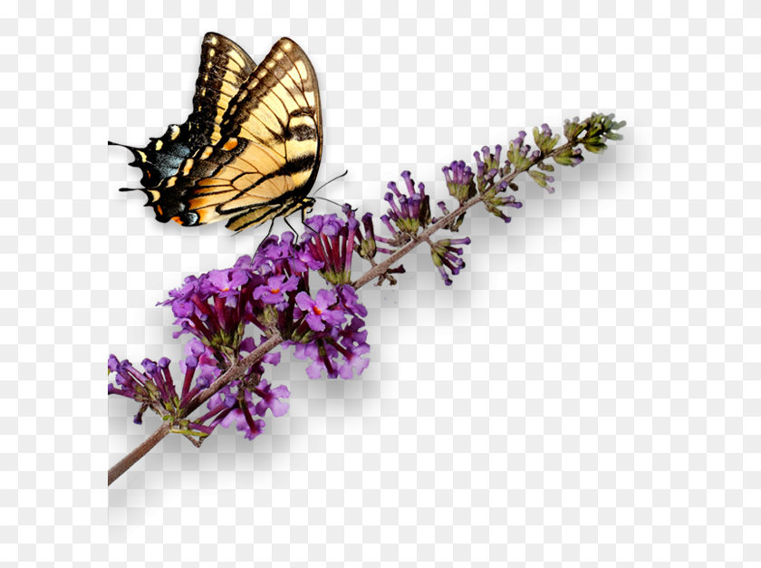 601x567 Butterfly Bush Transparent, Plant, Flower, Blossom HD PNG Download