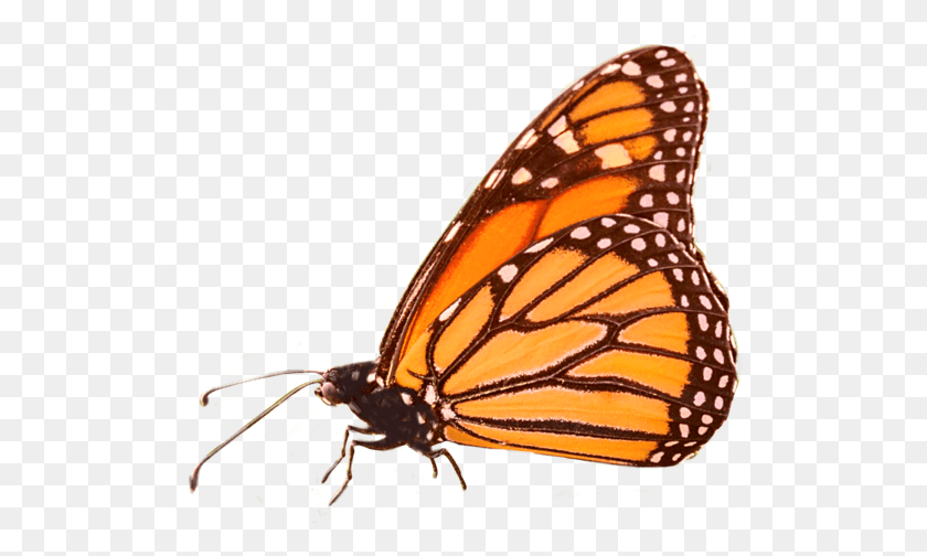 518x444 Бабочки Бабочки Бабочки Насекомые Насекомые Бабочки Монарх Вышивка, Монарх, Беспозвоночные, Животное Hd Png Скачать