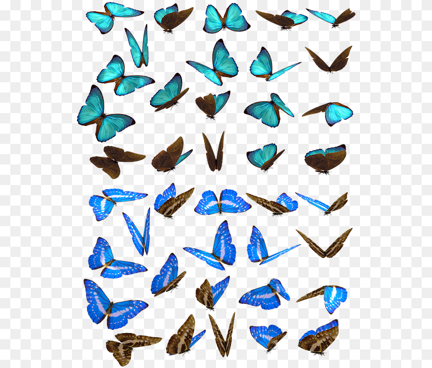 548x716 Butterfly Butterflies Swarm Insect Iridescent Butterflies Swarm, Animal, Invertebrate, Clothing, Footwear Transparent PNG