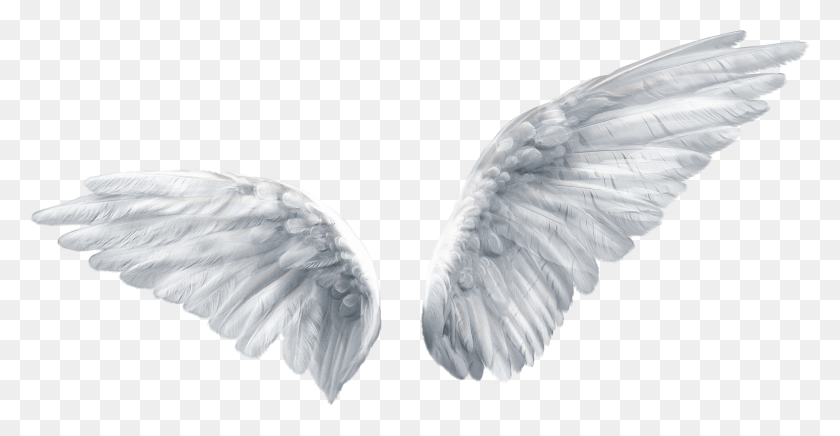 3123x1508 Butterfly Clip White Feather, Waterfowl, Bird, Animal HD PNG Download