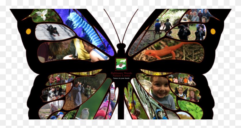 806x401 Butterfly Collage Updated Stained Glass, Poster, Advertisement, Person HD PNG Download