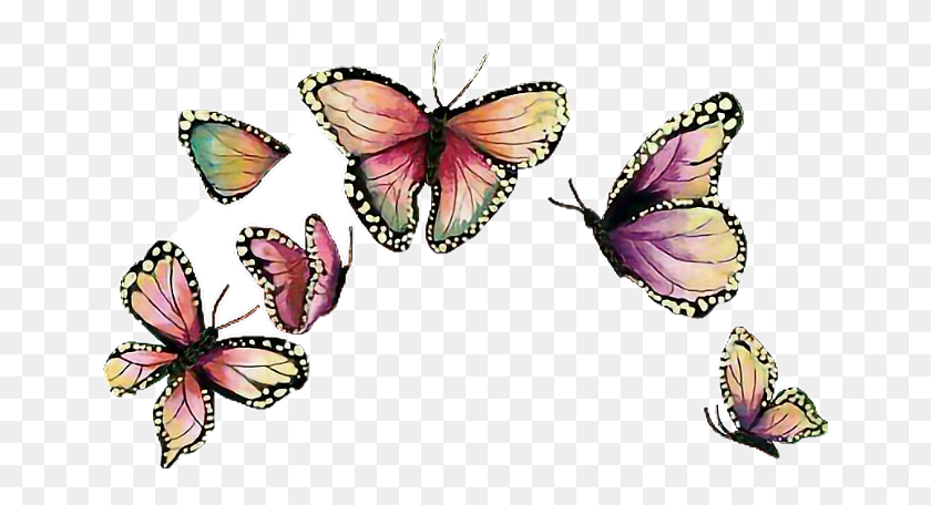 660x396 Butterfly Crown Transparent, Insect, Invertebrate, Animal HD PNG Download