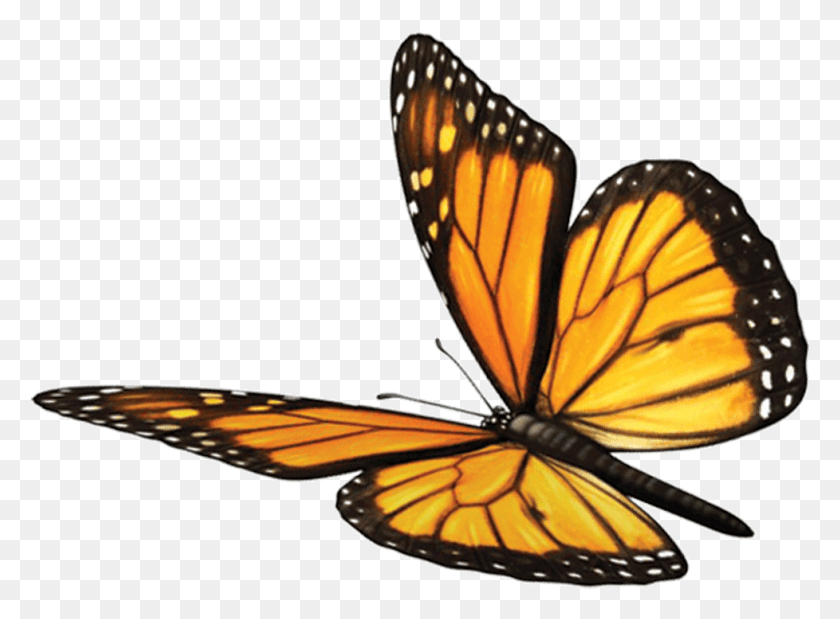 978x702 Mariposa Cervatillo Mente Alma Espiritualidad Monarca Sundara Mariposa Monarca, Insecto, Invertebrado, Animal Hd Png