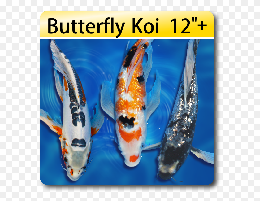 589x589 Butterfly Fin Koi For Sale, Fish, Animal, Carp HD PNG Download