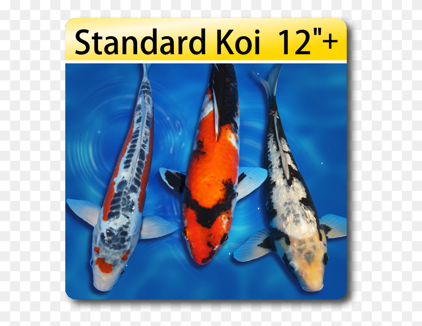 589x589 Butterfly Fin Koi For Sale Koi For Sale, Carp, Fish, Animal HD PNG Download
