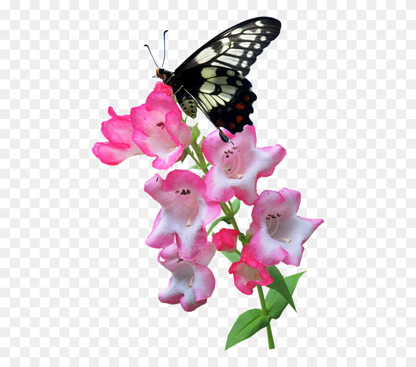 475x680 Бабочка Цветок Летнее Растение Насекомое Бабочка На Цветке, Цветок, Герань, Животное Png Скачать