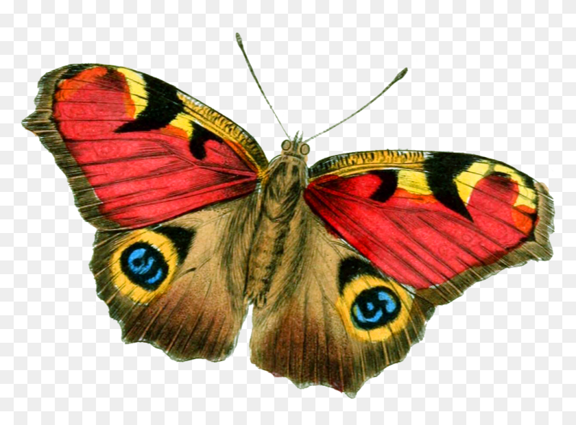 1289x926 Butterfly Image Butterfly Looks Like Face, Insect, Invertebrate, Animal HD PNG Download