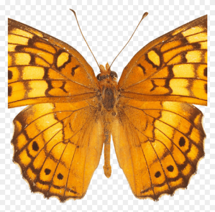 1025x1008 Png Желтая Оранжевая Бабочка, Насекомое, Беспозвоночное, Животное, Бабочка Png Скачать