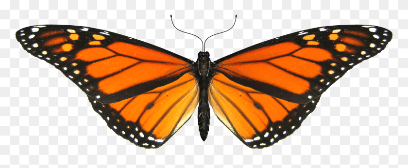 3052x1124 Butterfly Image Monarch Butterfly Transparent Gif, Insect, Invertebrate, Animal HD PNG Download
