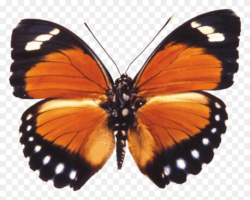 2800x2196 Butterfly Image Stock Photo Moth Transparent Background HD PNG Download