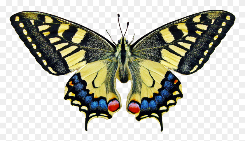 949x515 Mariposa De Ala De Insecto Lepidoptera Simetría En Nuestro Medio Ambiente, Invertebrado, Animal, Monarca Hd Png
