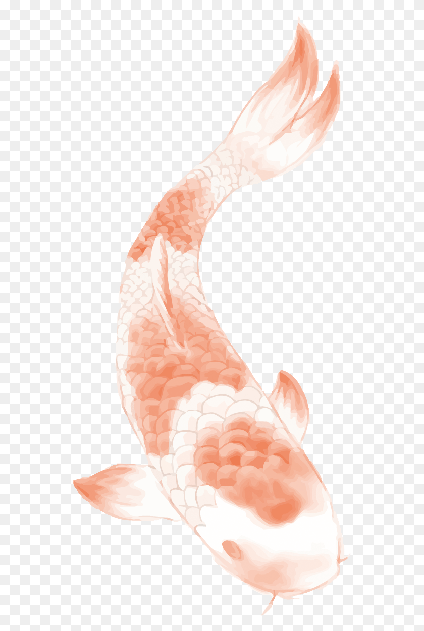 551x1191 Butterfly Koi Chinese Tattoo Carp Wind Clipart Fish, Flamingo, Bird, Animal HD PNG Download
