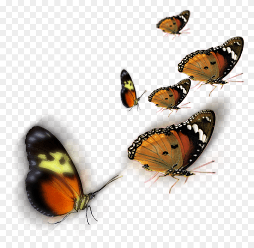902x879 Mariposa Krishna Para Photoshop, Ornamento, Insecto, Invertebrado Hd Png